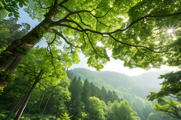 Sunlight filters through the misty canopy during a peaceful morning in the forest woods
