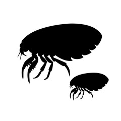 Detailed black silhouette vector illustration of two fleas, one large and one small