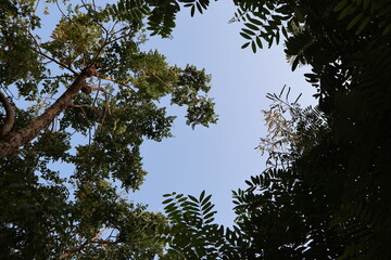 Low Angle View of Lush Green Tree Canopies Against a Clear Blue Sky