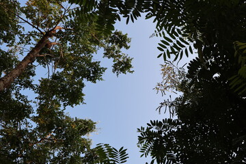 Low Angle View of Lush Green Tree Canopies Against a Clear Blue Sky
