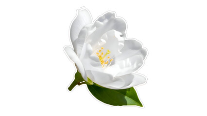 white flower magnolia bloom floral plant nature green leaf yellow stamens decorative fresh