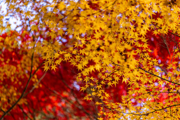 Vibrant golden yellow maple leaves dance in the foreground, sharply contrasted by a rich tapestry of blurred crimson foliage in the background, capturing the essence of autumn's brilliant display.