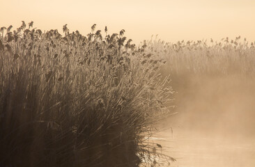 Zimowe Trzcinowisko , © Wojciech Lisiński