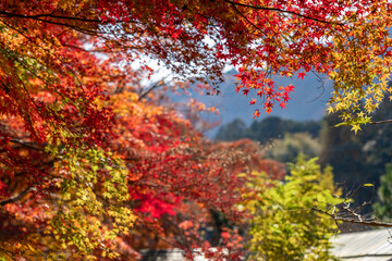Vibrant autumn foliage bursts with brilliant reds, oranges, and golden yellows on Japanese maple trees, creating a stunning seasonal display. A natural spectacle of colorful leaves in radiant