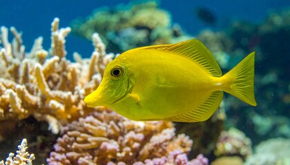 Obraz premium Vibrant Yellow Tang Swimming Among Coral Reefs in Clear Waters.