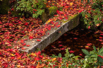 Vibrant Japanese maple leaves in brilliant autumn colors blanket a tranquil garden path and float on a serene pond, adorned by a moss-covered stone bridge, capturing the essence of fall.
