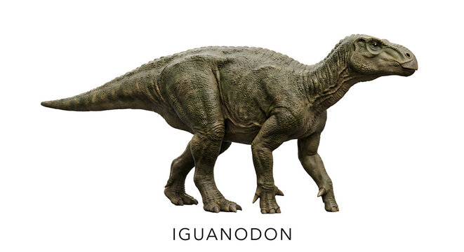Iguanodon dinosaur walking, a herbivorous ornithopod from the Early Cretaceous period.