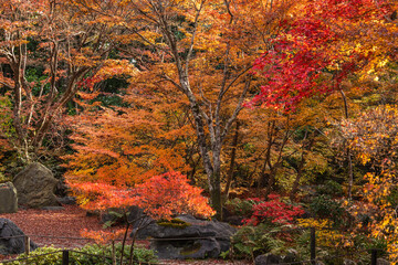 Experience the stunning autumn transformation in a tranquil Japanese garden, bursting with fiery red, orange, and golden maple leaves. This serene landscape, carpeted with fallen foliage, captures the