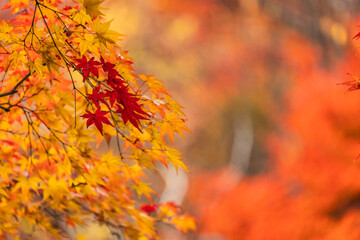 Close-up of brilliant Japanese maple leaves showcasing rich autumnal colors from vivid red to glowing orange and yellow. The blurred background emphasizes the seasonal foliage, perfect for fall