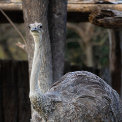 Close-up portrait of a female Common Ostrich. The flightless bird has a long neck, big eyes, and is looking at the camera with a curious expression