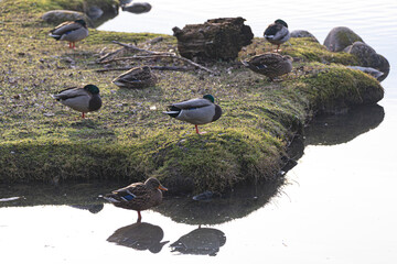 A flock of Mallard ducks, including drakes and hens, resting on a small grassy island in a pond. A peaceful wildlife scene in a park or nature reserve.