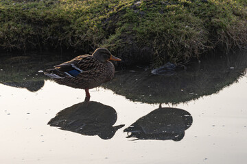 Female Mallard duck (Anas platyrhynchos) resting in a pond.