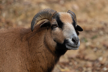 Portrait of a Cameroon sheep ram (Ovis aries).