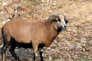 A majestic Cameroon sheep ram standing in a rural landscape. The animal has beautiful brown fur and impressive curved horns. Livestock concept.