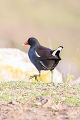 A Common Moorhen walks on a grassy riverbank. The water bird has a distinctive red and yellow beak and large green feet. Beautiful bokeh background.