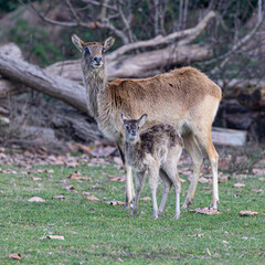 A female Nile Lechwe stands protectively beside her newborn calf. A beautiful scene of motherhood and new life in the animal kingdom.