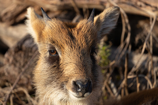 The curious face of a Kobus megaceros calf. A beautiful image representing conservation efforts for this endangered and rare African species.