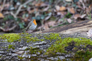 European Robin (Erithacus rubecula) perched on a mossy log