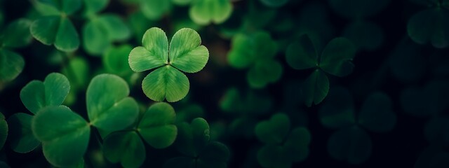 Close-up of vibrant green shamrock leaves with a dark, moody background