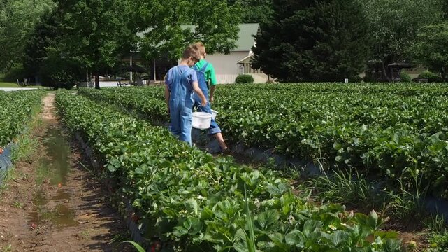 Young Boys Picking Strawberries in Strawberry Patch