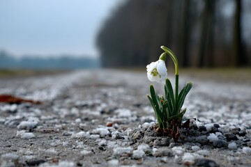 Zartes Schneegl&ouml;ckchen w&auml;chst aus steinigem Boden am Stra&szlig;enrand
