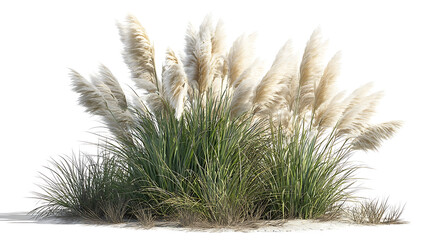 Pampas Grass Plant Isolated on White Background Cortaderia selloana