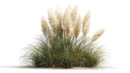 Pampas Grass Plant with Creamy Plumes Isolated cortaderia
