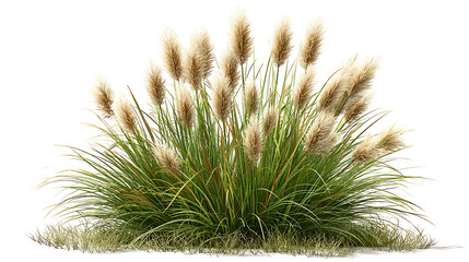 Pampas Grass Plant with Creamy Plumes and Green Leaves