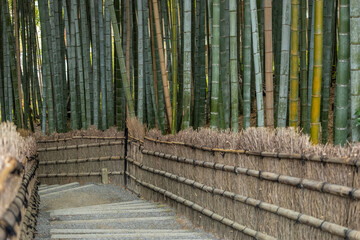 Experience the tranquility of Arashiyama Bamboo Grove in Kyoto, Japan, with a traditional path winding through towering bamboo stalks and rustic, handcrafted fences.