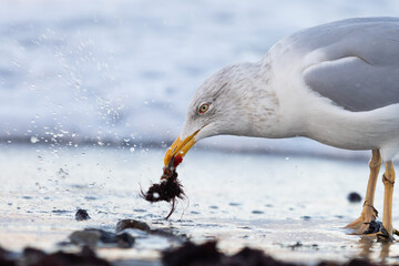 Silberm&ouml;we am Timmendorfer Strand im Winter auf Nahrungssuche am Ufer