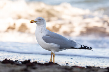 Silberm&ouml;we am Timmendorfer Strand im Winter auf Nahrungssuche am Ufer