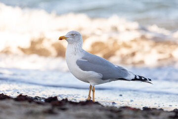 Silberm&ouml;we am Timmendorfer Strand im Winter auf Nahrungssuche am Ufer