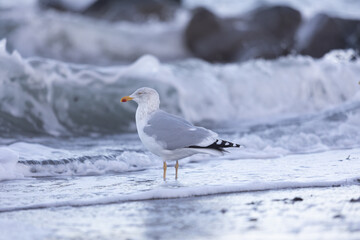 Silberm&ouml;we am Timmendorfer Strand im Winter auf Nahrungssuche am Ufer