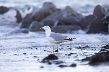 Silberm&ouml;we am Timmendorfer Strand im Winter auf Nahrungssuche am Ufer
