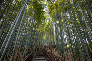 Ascend through the majestic Arashiyama Bamboo Grove in Kyoto, Japan, where towering bamboo stalks create an ethereal canopy above a winding stone pathway. Experience the serene natural wonder and