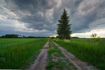 country road in the field © talavietis