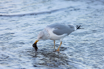 Silberm&ouml;we am Timmendorfer Strand im Winter auf Nahrungssuche am Ufer