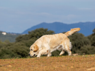Purebred golden retriever dog in the field walks looking to collect a piece
