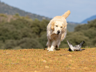 Purebred golden retriever dog in the field finds piece hunting
