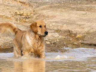 Purebred golden retriever dog in the field inside a lake looking to collect a hunting piece