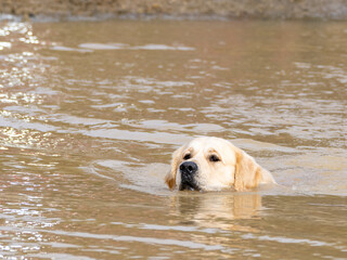 Purebred golden retriever dog swimming in a lake to retrieve a hunting piece