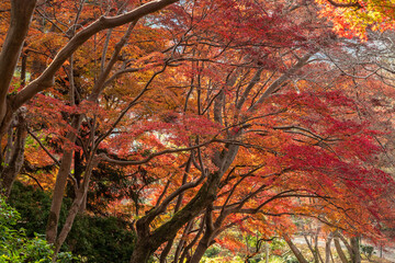 Vibrant autumn foliage paints a breathtaking scene of Japanese maple trees in fiery reds and oranges. A tranquil park captures the essence of the fall season with warm, rich colors.