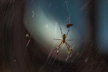 Discover the intricate artistry of nature with this detailed close-up of a Golden Silk Orb-Weaver spider resting within its delicate, meticulously spun web, showcasing incredible natural architecture.