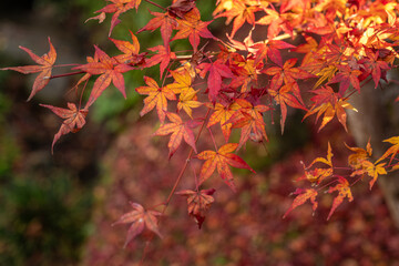 Vibrant Japanese maple leaves burst with fiery reds and warm oranges, bathed in golden sunlight during the autumn season. A close-up view captures nature's dramatic color transformation, perfect for