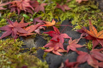 Vibrant red and orange maple leaves scattered across a bed of lush moss and dark rocks, capturing the essence of autumn's rich textures and colors in a tranquil natural setting.