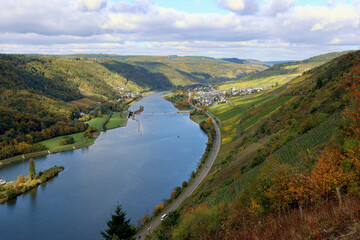 Fototapeta premium Weinberge an der Mosel und der Ort Enkirch im Landkreis Bernkastel-Kues in Rheinland-Pfalz im Herbst. Aussicht vom Wanderweg Moselsteig Seitensprung Leiermannspfad. 