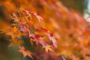 Vibrant autumn maple leaves in rich shades of orange, red, and yellow create a stunning display of seasonal change, with a softly blurred background enhancing the focal point.