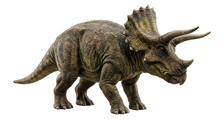Fototapeta premium Triceratops dinosaur with horns and frill, standing on a white background.