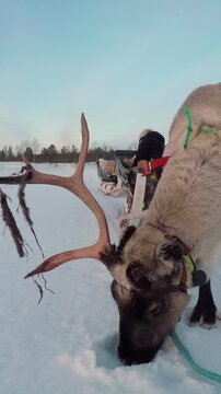 CLOSE UP: Cute polar reindeer pulling traditional Lappish sleigh across wintry countryside with forest in background. Girl sledding across white snowy field. Caribou deer pulling sled in Finland