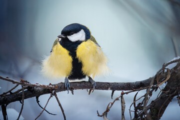 great tit on a branch © smirs